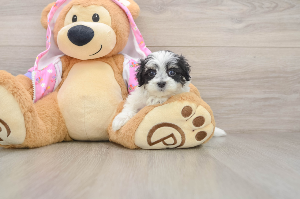 Maltipoo Puppy for Adoption