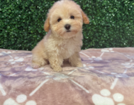 10 week old Maltipoo Puppy For Sale - Windy City Pups