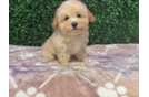 Maltipoo Puppy for Adoption