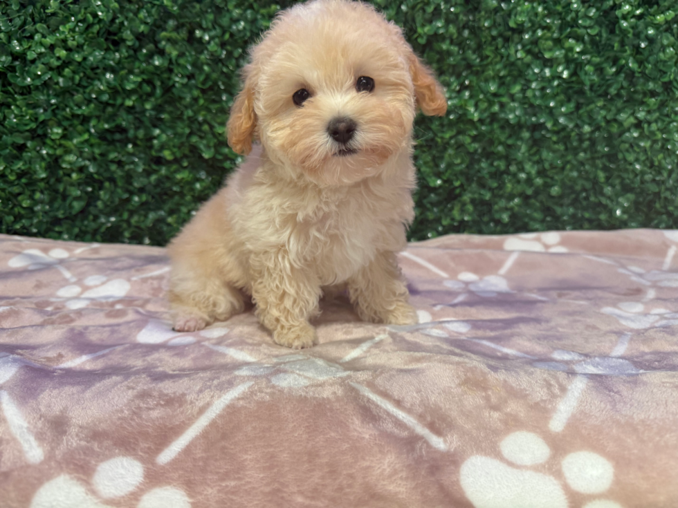 Maltipoo Puppy for Adoption