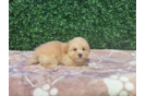 Maltipoo Puppy for Adoption
