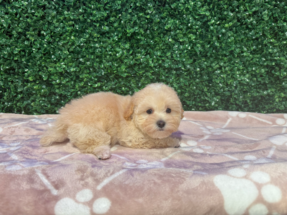 Maltipoo Puppy for Adoption