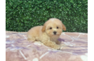 Maltipoo Pup Being Cute