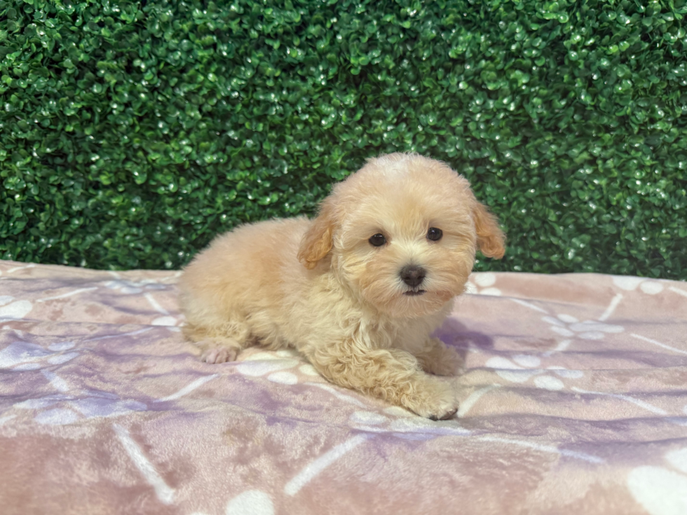 Maltipoo Pup Being Cute