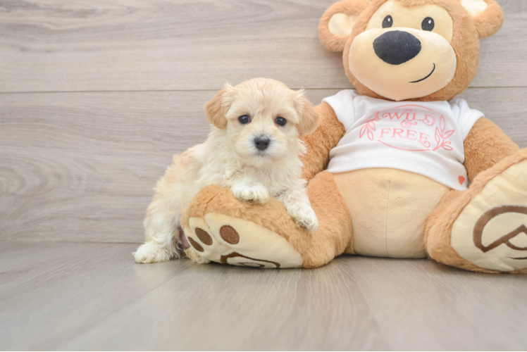 Maltipoo Puppy for Adoption
