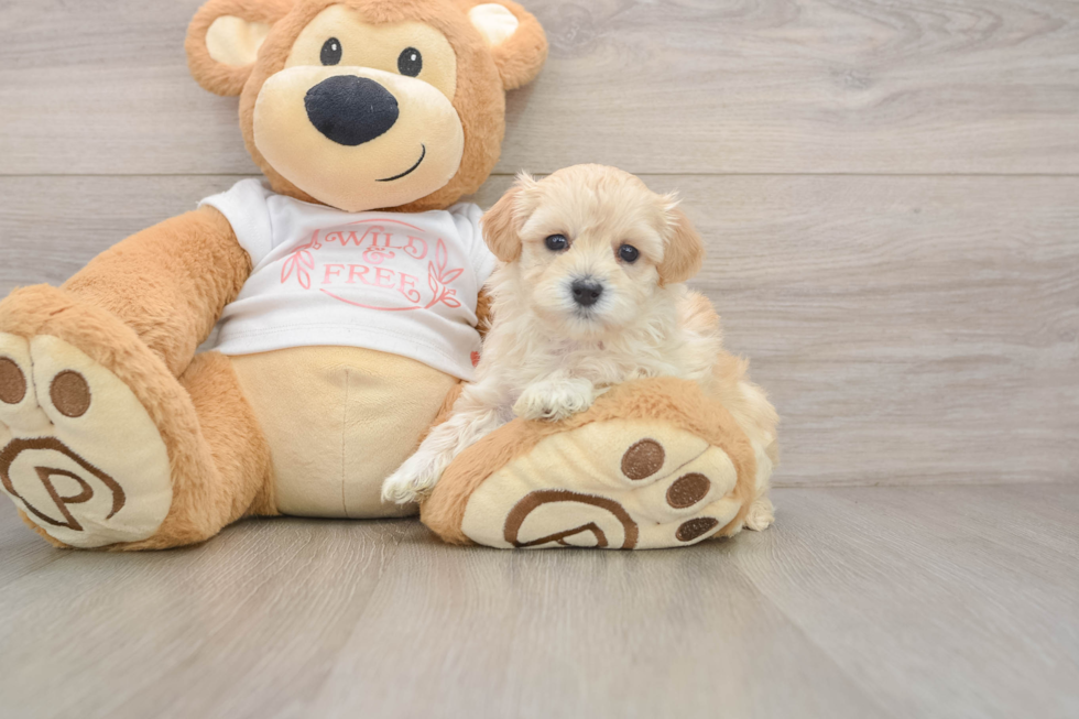 Maltipoo Pup Being Cute