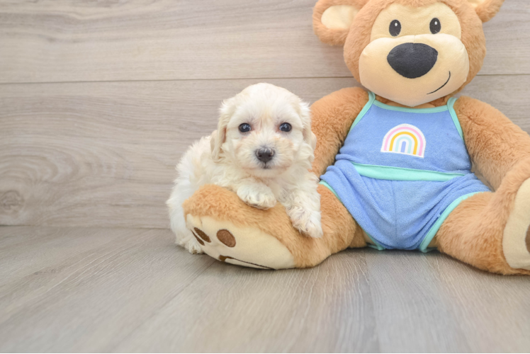 Friendly Maltipoo Baby