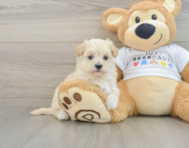 8 week old Maltipoo Puppy For Sale - Windy City Pups
