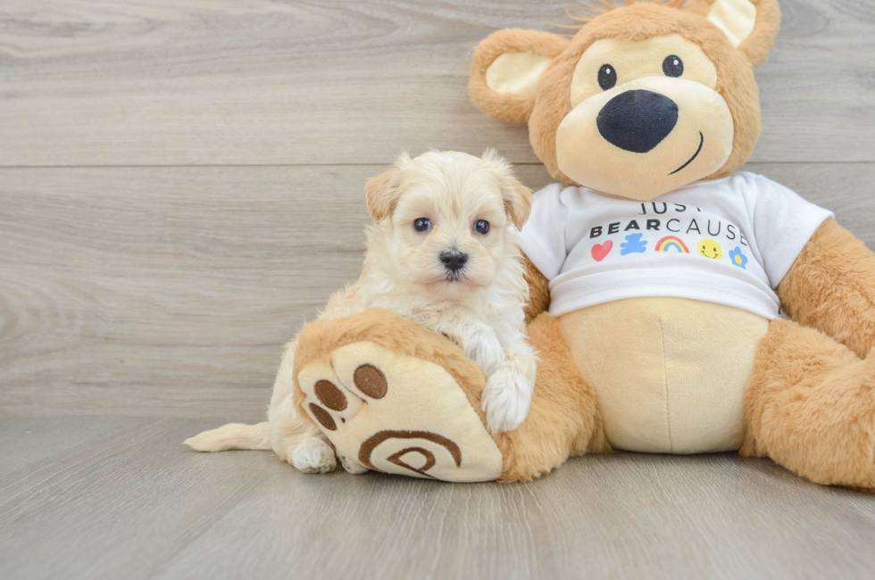 7 week old Maltipoo Puppy For Sale - Windy City Pups