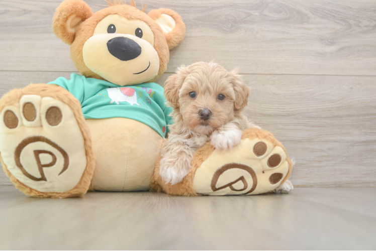 Small Maltipoo Baby