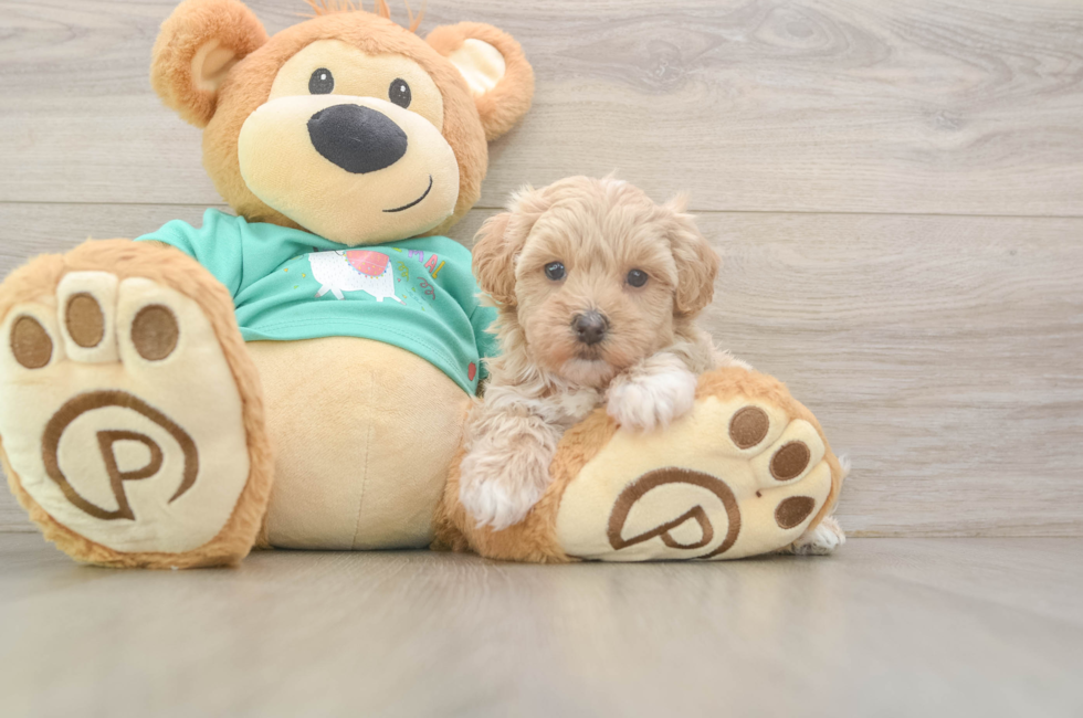 6 week old Maltipoo Puppy For Sale - Windy City Pups