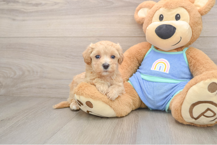Maltipoo Pup Being Cute