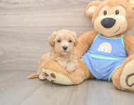 8 week old Maltipoo Puppy For Sale - Windy City Pups