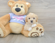 9 week old Maltipoo Puppy For Sale - Windy City Pups