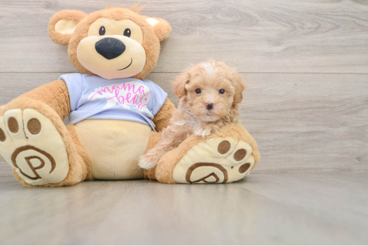 Funny Maltipoo Poodle Mix Pup