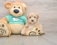 9 week old Maltipoo Puppy For Sale - Windy City Pups