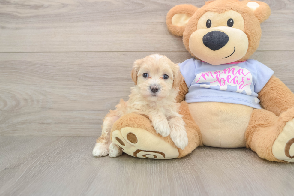 Playful Malt a Poo Poodle Mix Puppy