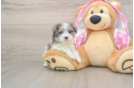 Maltipoo Pup Being Cute