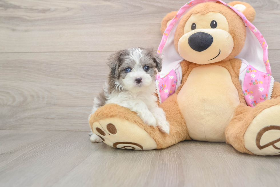 Maltipoo Pup Being Cute