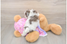 Happy Maltipoo Baby