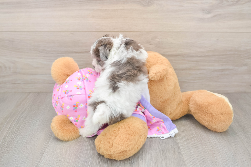 Happy Maltipoo Baby