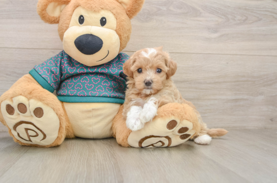 HEARTLY, a Maltipoo littermate