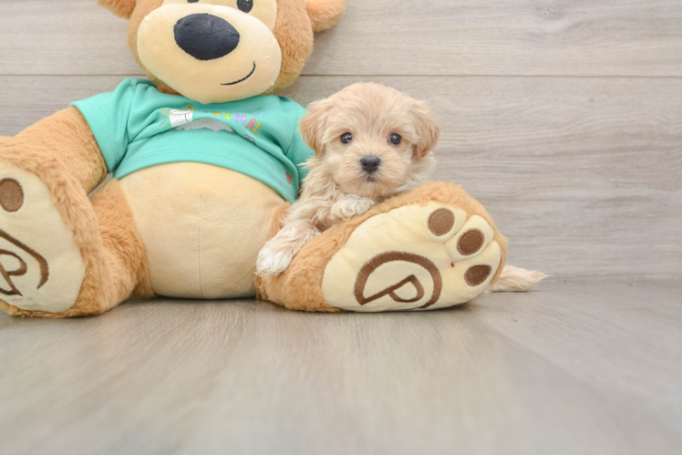 Maltipoo Puppy for Adoption