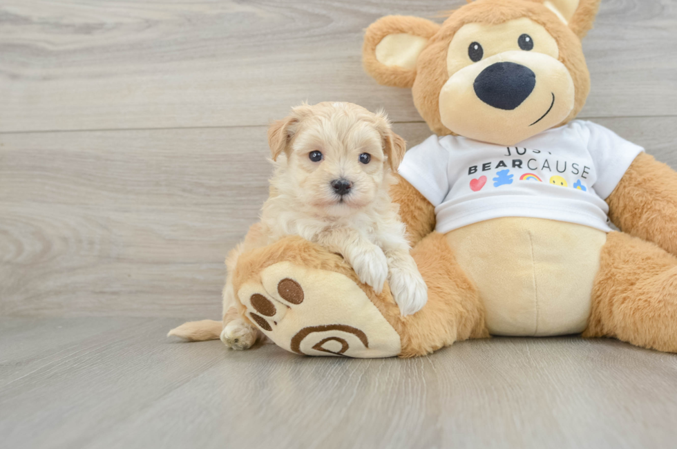 7 week old Maltipoo Puppy For Sale - Windy City Pups