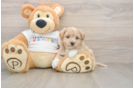 Happy Maltipoo Baby