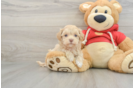 Friendly Maltipoo Baby