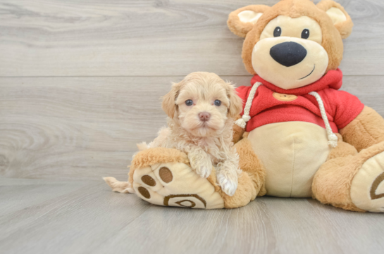 Friendly Maltipoo Baby