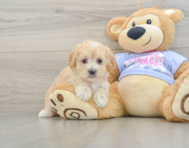9 week old Maltipoo Puppy For Sale - Windy City Pups