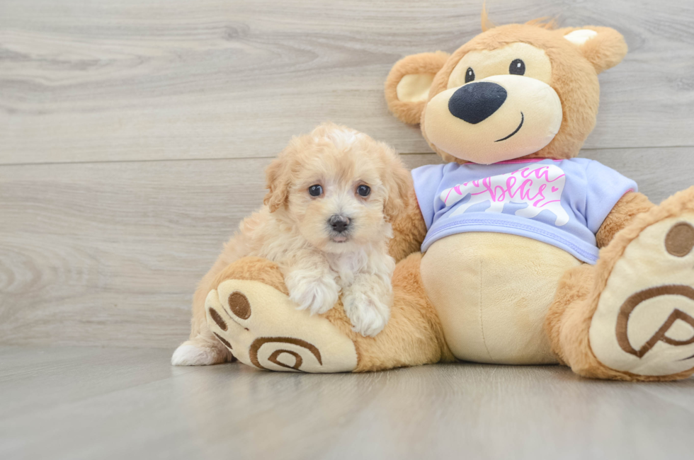 7 week old Maltipoo Puppy For Sale - Windy City Pups
