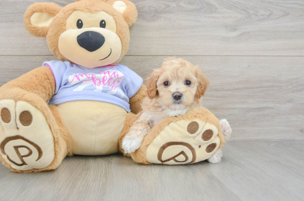 7 week old Maltipoo Puppy For Sale - Windy City Pups