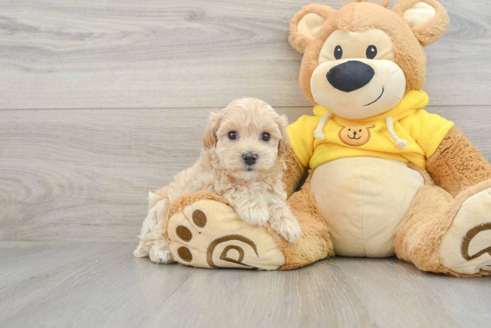 Playful Multipoo Poodle Mix Puppy