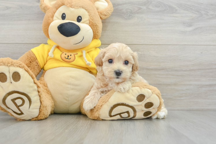 Maltipoo Pup Being Cute