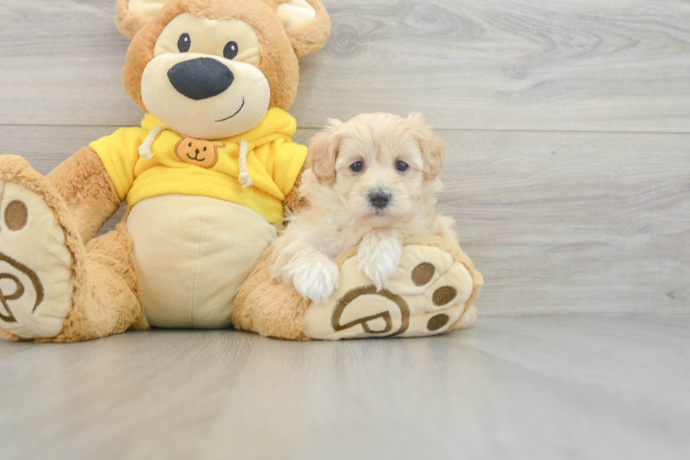 Maltipoo Pup Being Cute