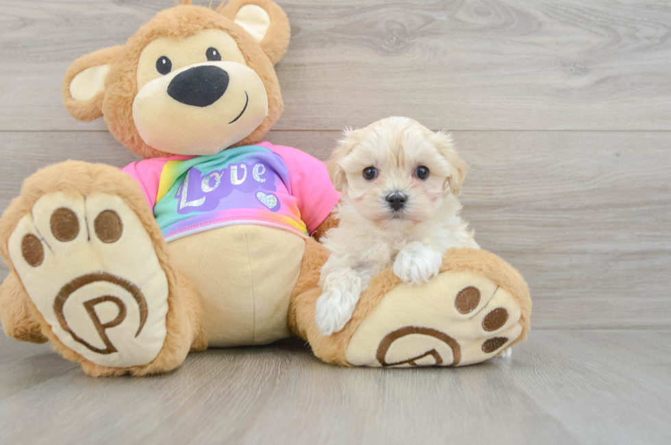 7 week old Maltipoo Puppy For Sale - Windy City Pups