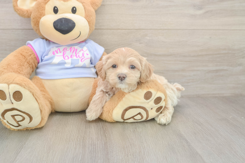 5 week old Maltipoo Puppy For Sale - Windy City Pups