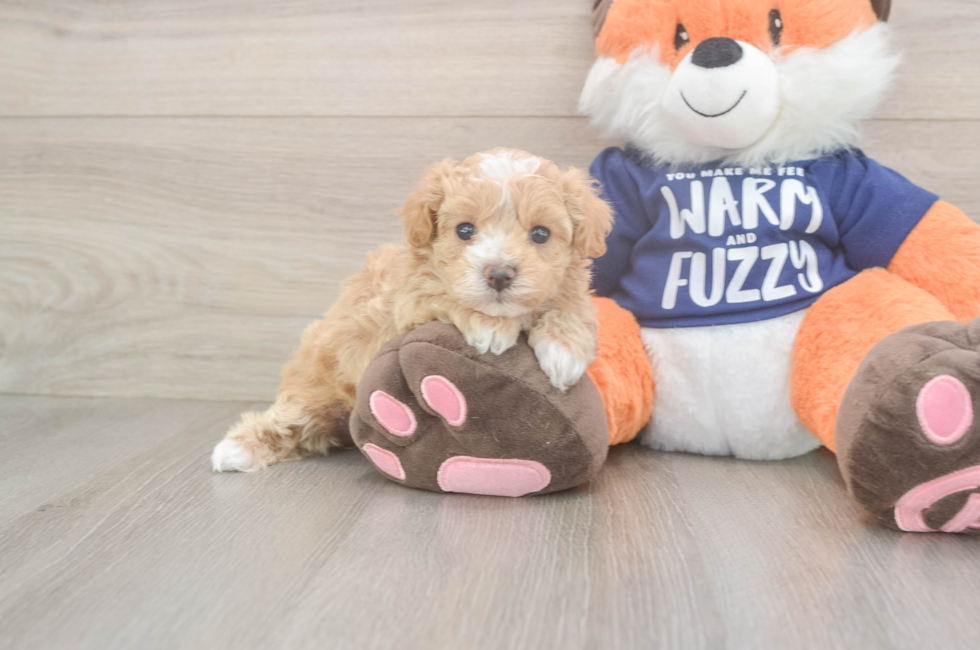 5 week old Maltipoo Puppy For Sale - Windy City Pups