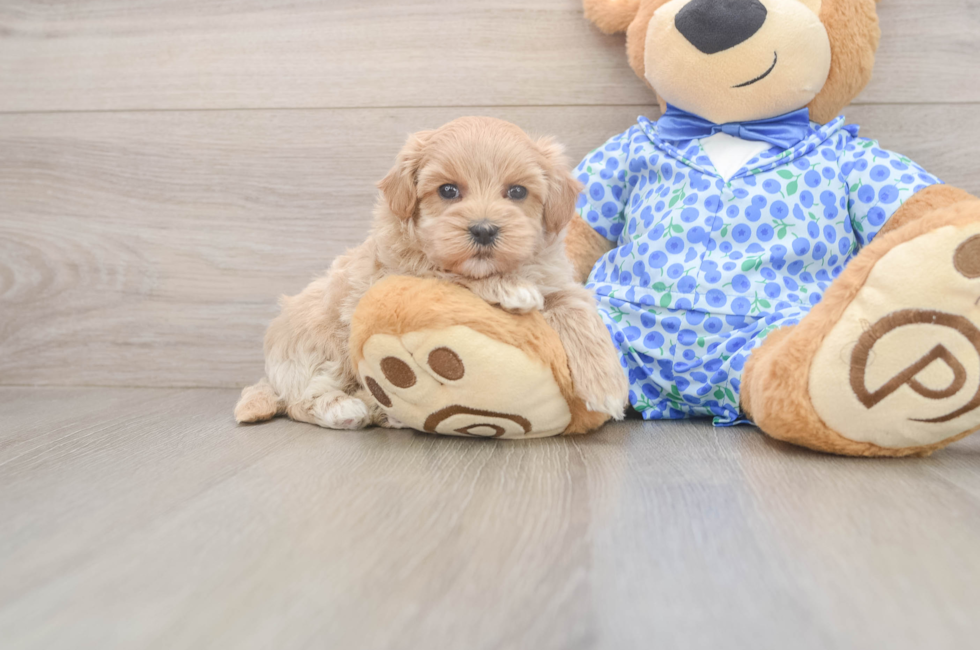7 week old Maltipoo Puppy For Sale - Windy City Pups