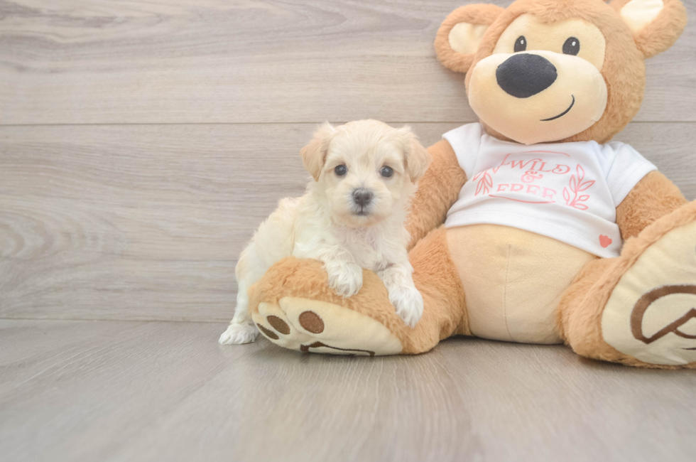 5 week old Maltipoo Puppy For Sale - Windy City Pups