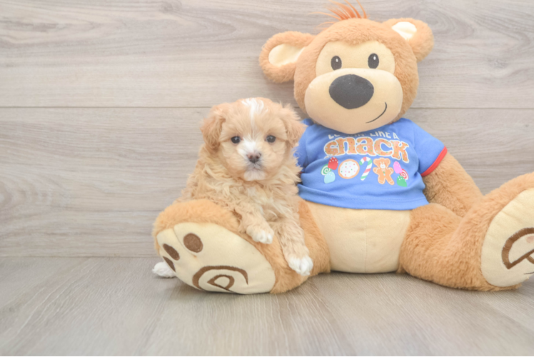 Maltipoo Puppy for Adoption