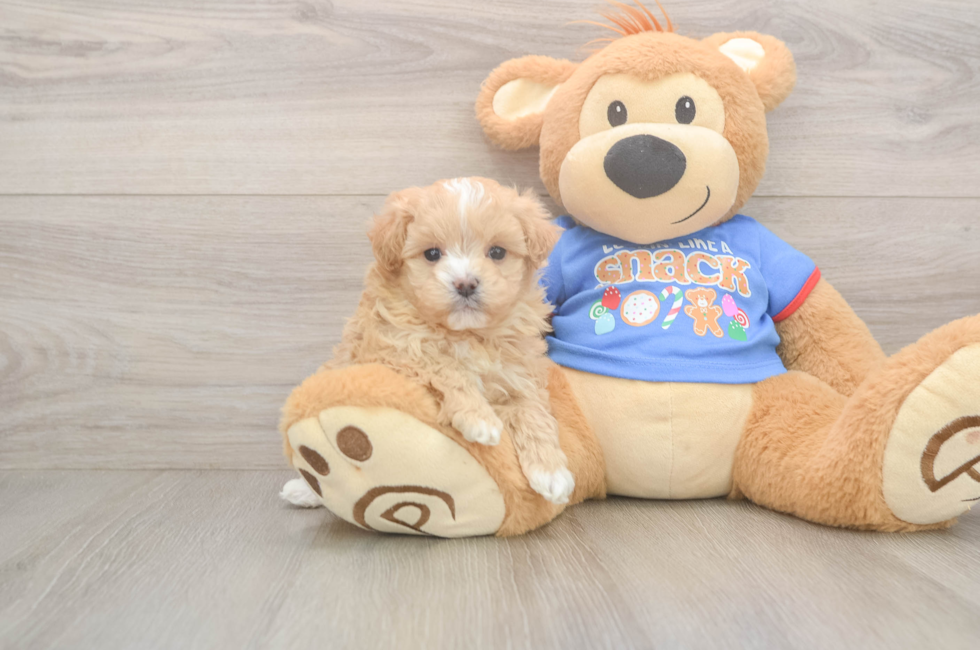 5 week old Maltipoo Puppy For Sale - Windy City Pups