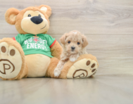 6 week old Maltipoo Puppy For Sale - Windy City Pups