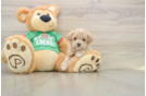 Hypoallergenic Malt a Poo Poodle Mix Puppy