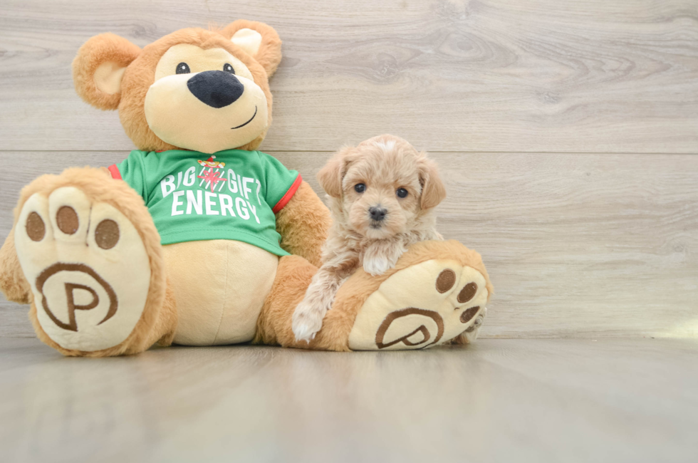 6 week old Maltipoo Puppy For Sale - Windy City Pups