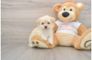 Maltipoo Puppy for Adoption