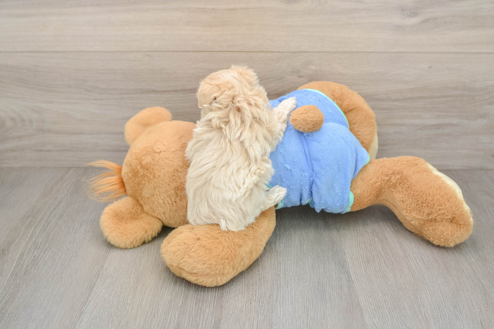 Maltipoo Puppy for Adoption