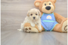 Best Maltipoo Baby